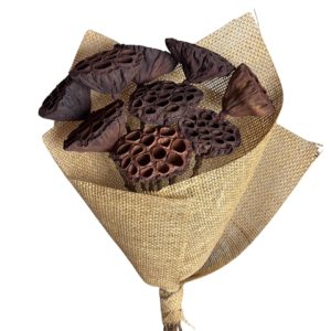 Natural lotus pod
