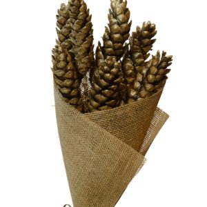 Gold strobus pine