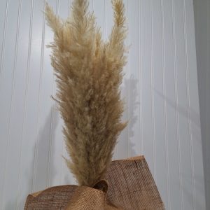 Natural pampas white