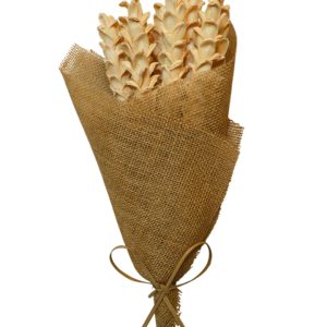 Corn yellow shola corn
