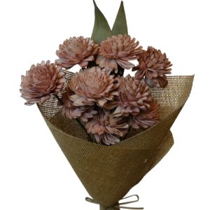 Old pink folded dahila